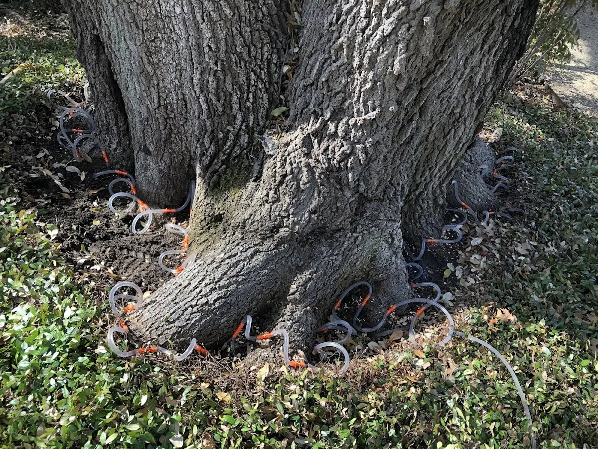 Detailed Tree Cabling and Bracing job site in Telogia