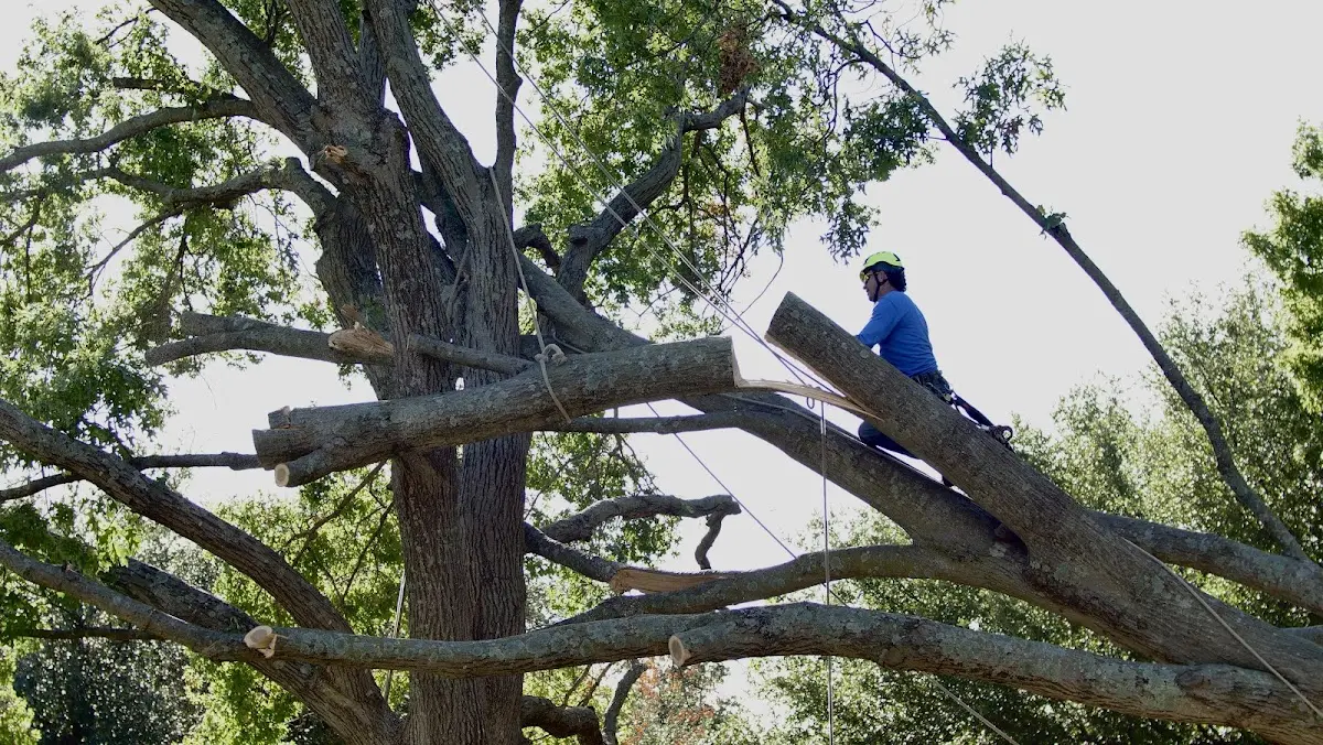 Professional Hazardous Tree Removal performed by certified arborists in Telogia