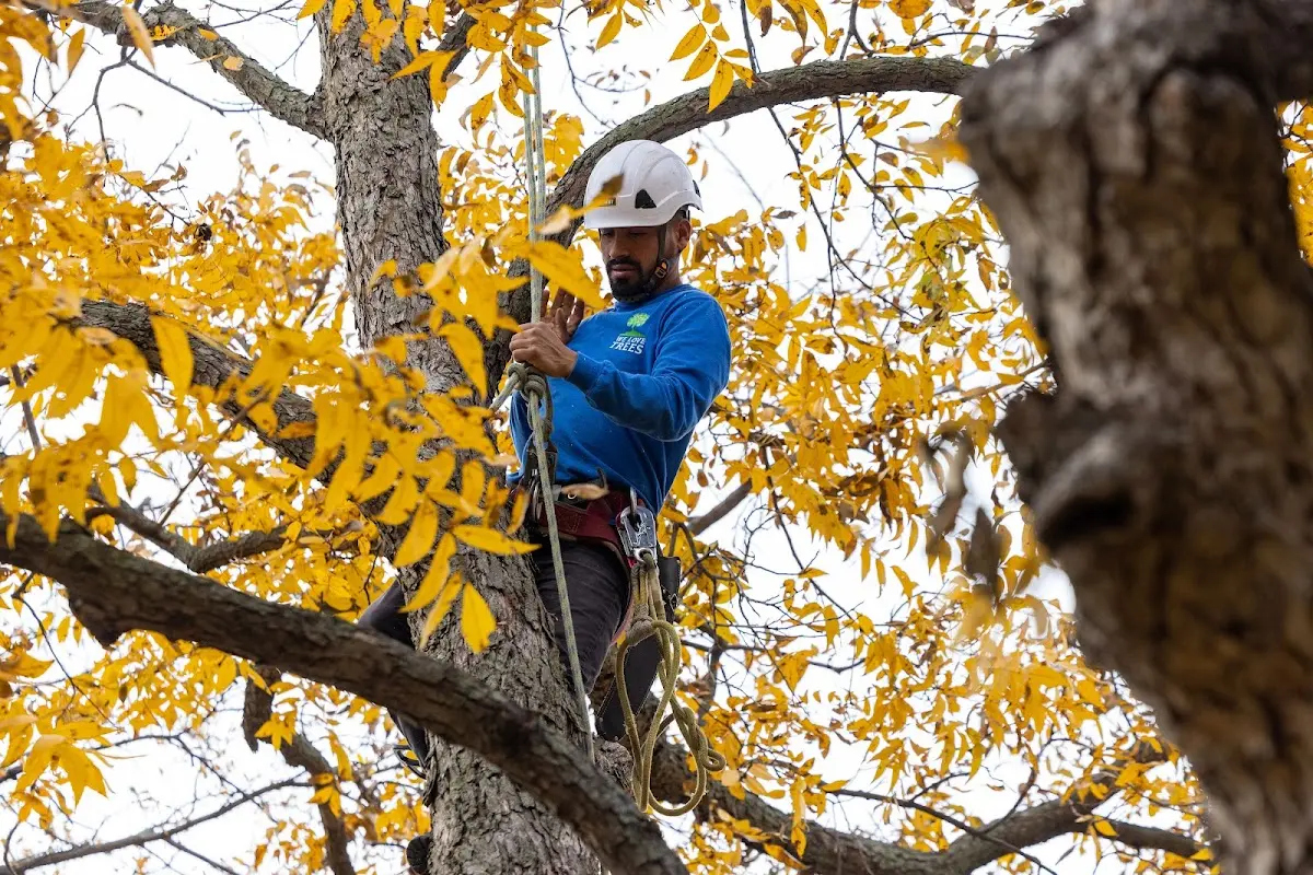 Skilled Storm Damage Cleanup crew working in Telogia
